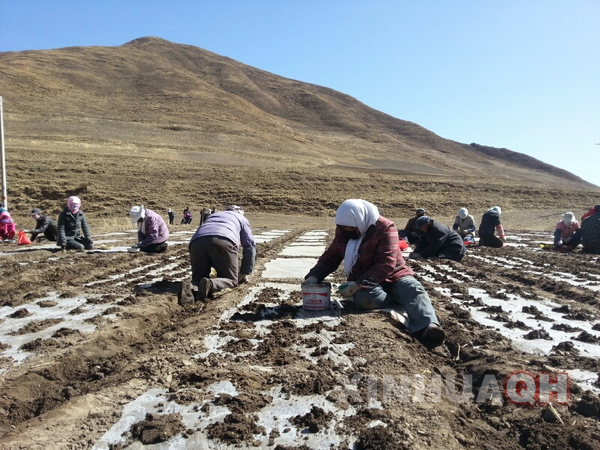 青海省湟源县农业专业合作社助推农业经济发展