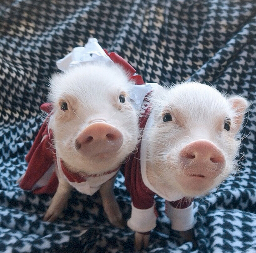 迷你香猪被奉时尚教主 穿花裙子带蝴蝶结