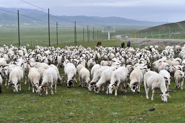 祁连县积极打造祁连牦牛和祁连藏系羊品牌