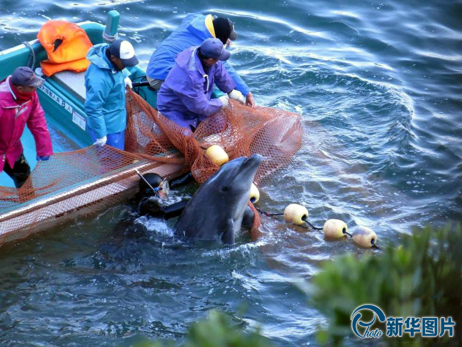 美驻日大使批日本捕杀海豚"海豚湾"猎杀未受影响