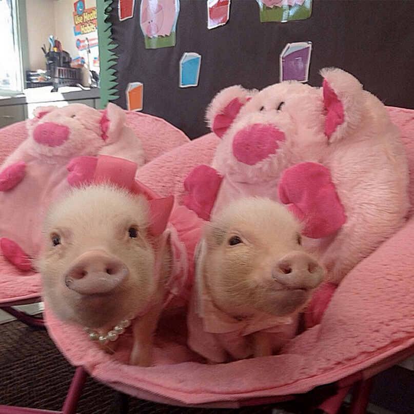 迷你香猪被奉时尚教主 穿花裙子带蝴蝶结