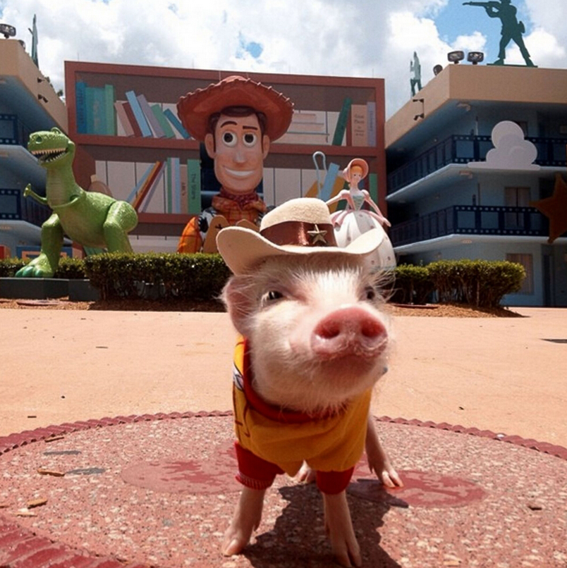 迷你香猪被奉时尚教主 穿花裙子带蝴蝶结