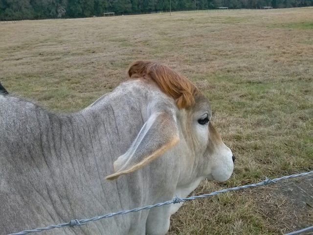 笑死人不偿命的搞笑动物