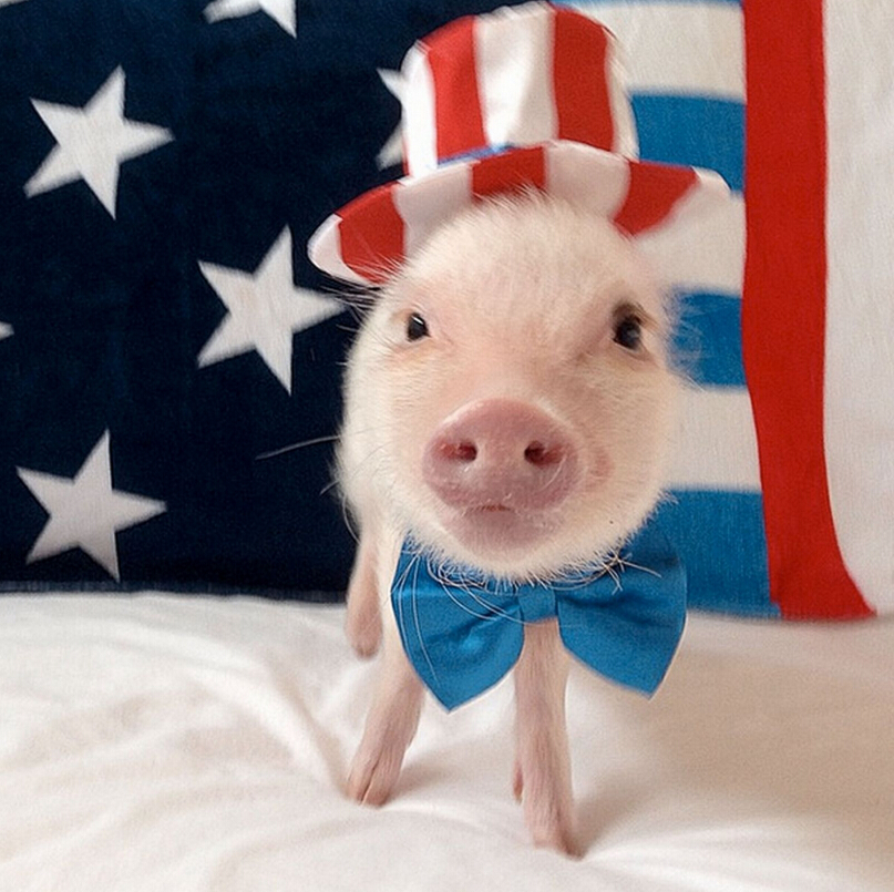 迷你香猪被奉时尚教主 穿花裙子带蝴蝶结