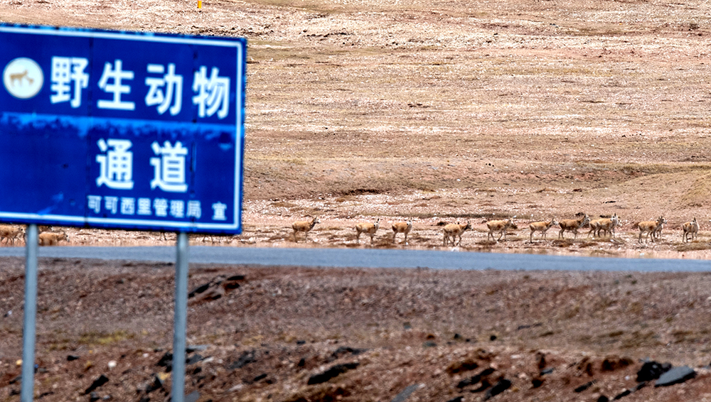 世界自然遗产地可可西里藏羚羊迁徙季