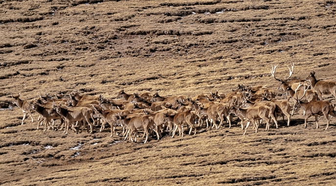 治愈系！百余只白唇鹿在黄河源头集体“踏春”