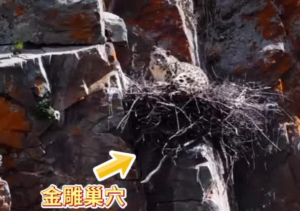 青海果洛：雪豹漫步崖壁 闯入金雕巢穴