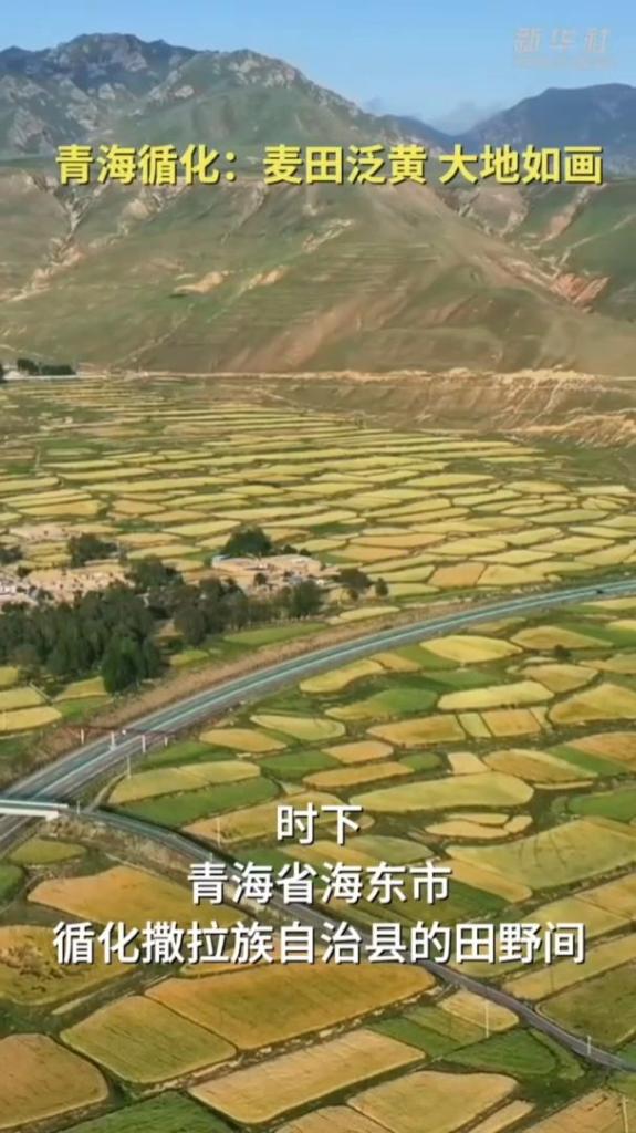 青海循化：麦田泛黄 大地如画