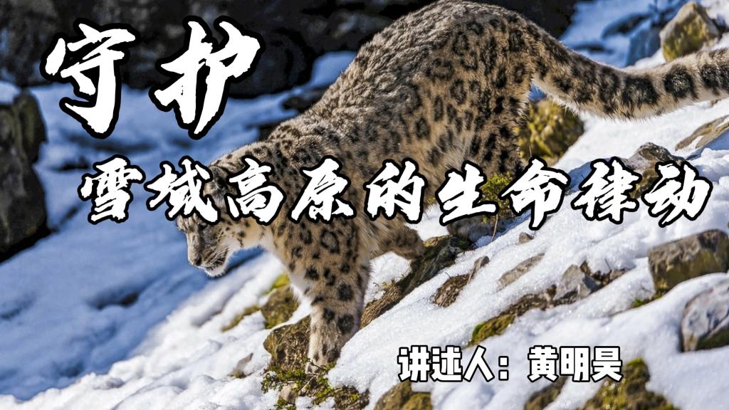 世界雪豹日：守护雪域高原的生命律动
