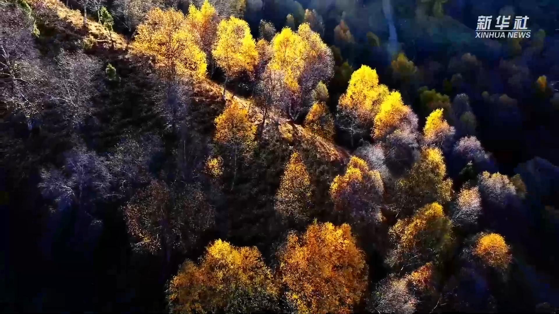 青海循化：高原秋景如画 绽放斑斓画卷  