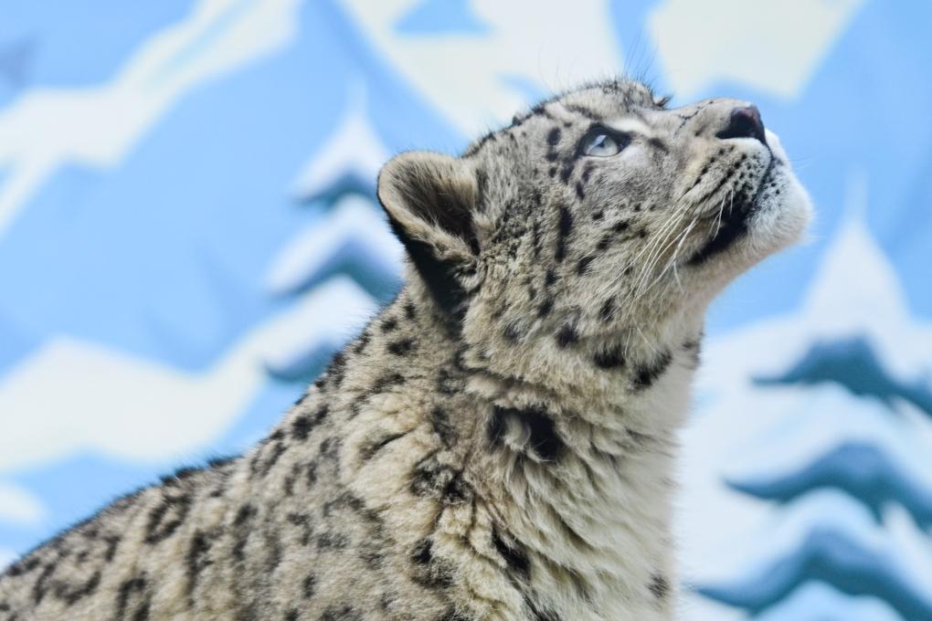 可爱的雪豹“凌小芒”