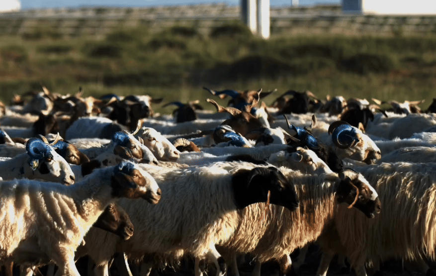 “高冷”经济看发展｜牧光互补！戈壁变“金滩”的双赢密码