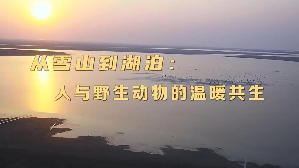 新华视点｜从雪山到湖泊：人与野生动物的温暖共生