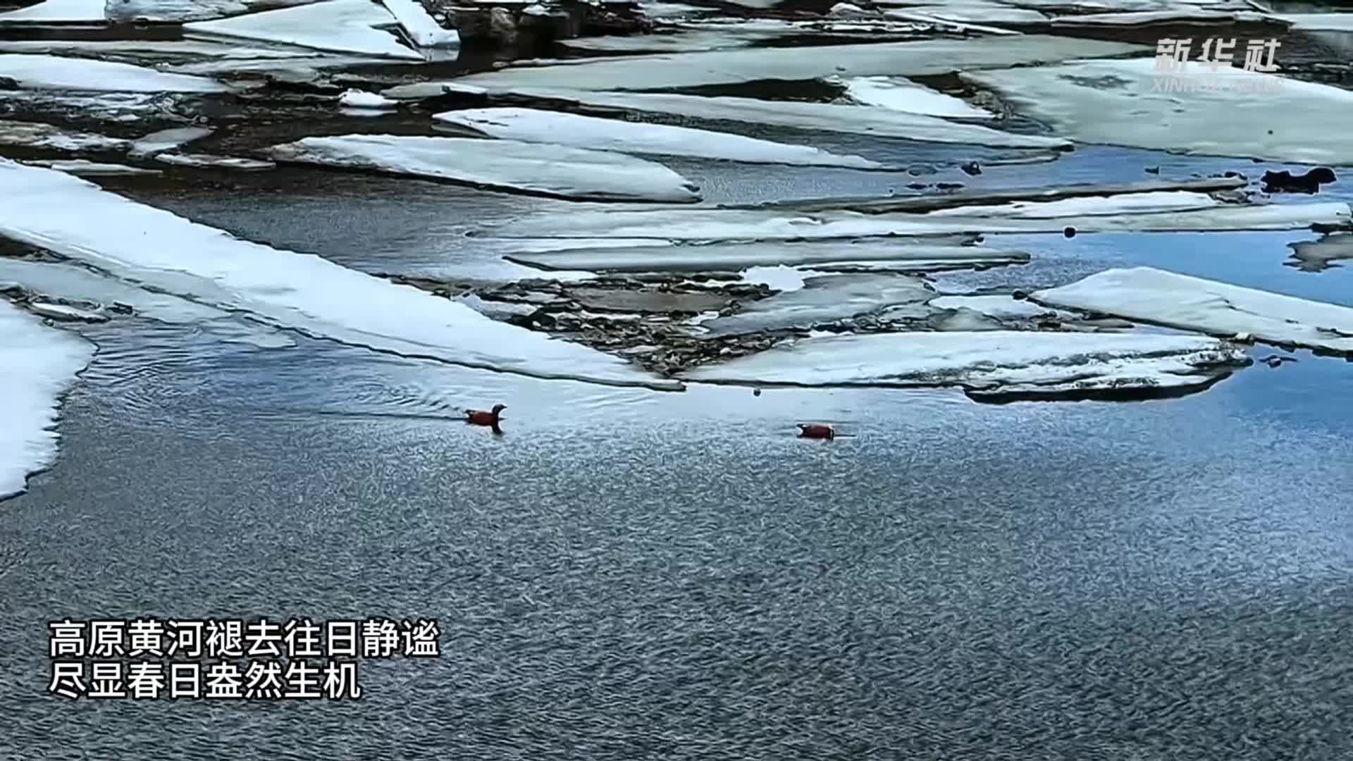 青海黄南：黄河“开河” 春意盎然