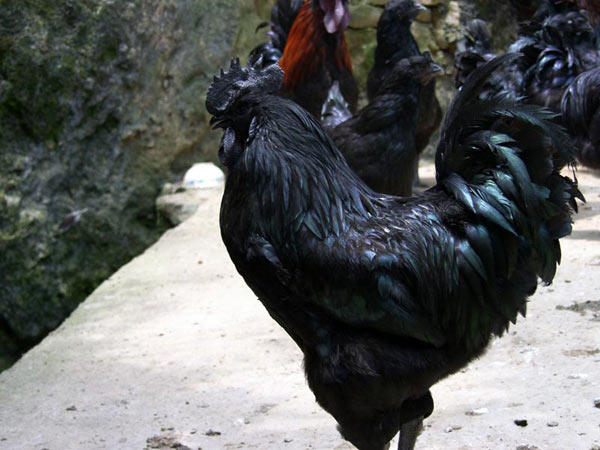 生活中的黑色食物都有哪些?