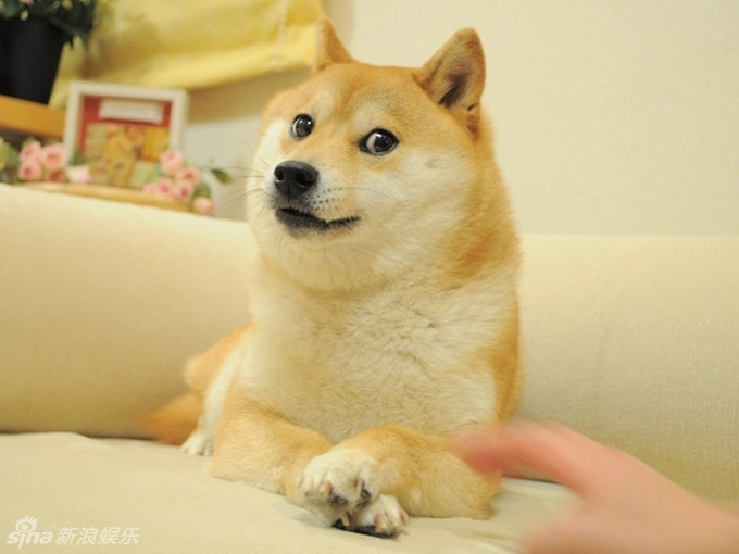 梁静茹撞脸神烦狗Doge 超级英雄躺枪遭PS(组图)