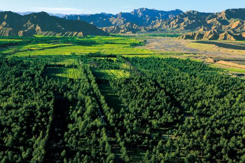 都兰县农牧林业和扶贫开发局切实抓好生态环境