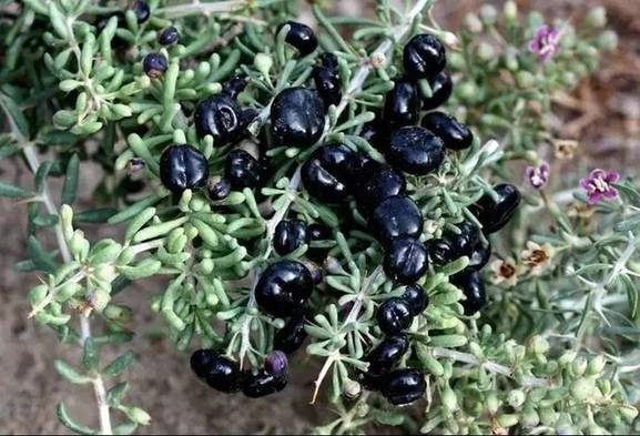 都兰县枸杞产业园入选第二批国家 现代农业产