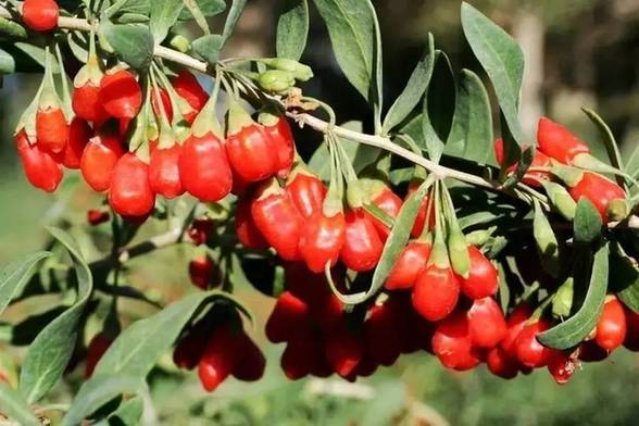 都兰县枸杞产业园入选第二批国家 现代农业产