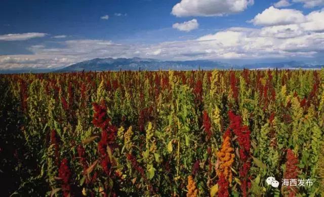 都兰县党建引领三色产业发展助推新时代乡村