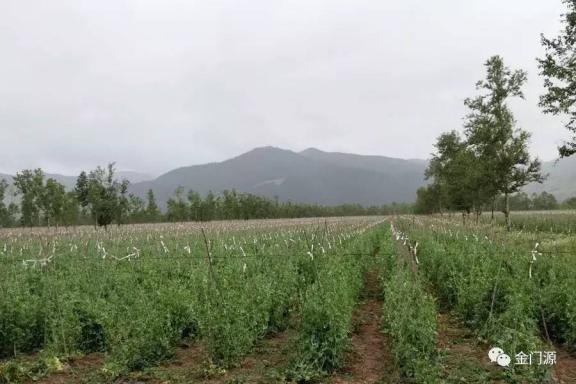 门源:东川镇狠抓农业产业结构调整 加快推进农