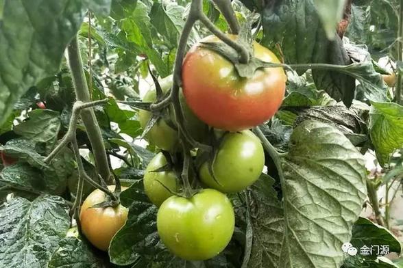 门源:东川镇狠抓农业产业结构调整 加快推进农