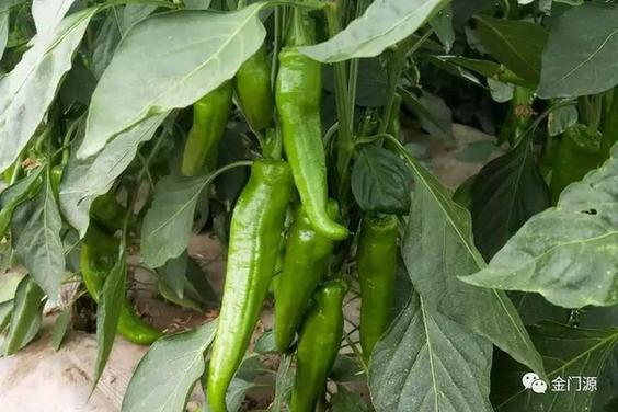 门源:东川镇狠抓农业产业结构调整 加快推进农