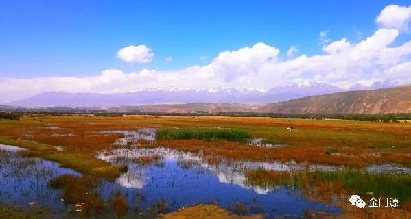 门源:这片湿地不只是牛羊漫野的茵茵草地,还有