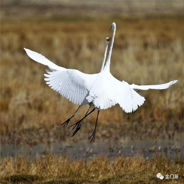 门源:这片湿地不只是牛羊漫野的茵茵草地,还有