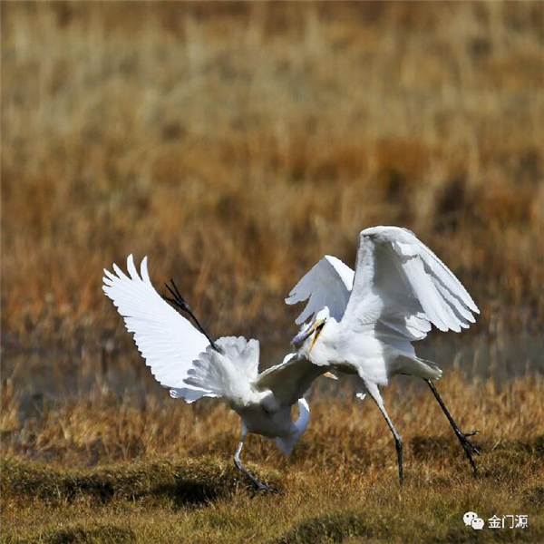 门源:这片湿地不只是牛羊漫野的茵茵草地,还有