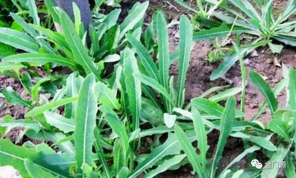 【门源 | 旅游攻略】特色美食--凉拌苦苦菜