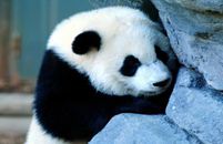 熊猫预测世界杯：爬树赛跑选胜平负