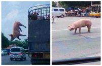 一场说走就走的旅行-胖猪跳车逃跑完美"越狱