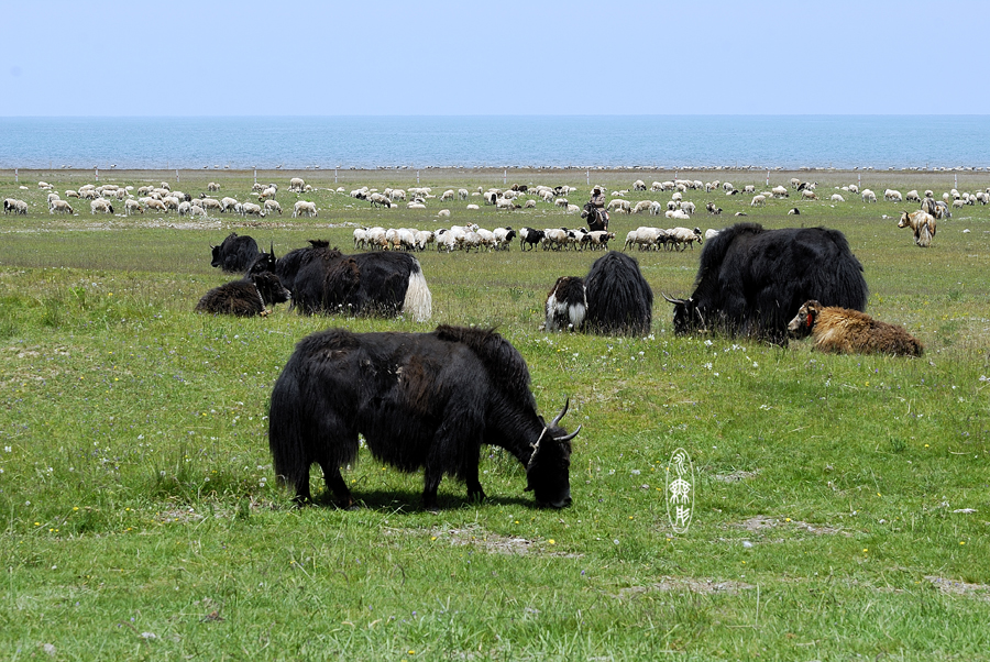 湟源小伙将青海羊肉卖到上海