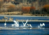 黄河上的翩跹天鹅