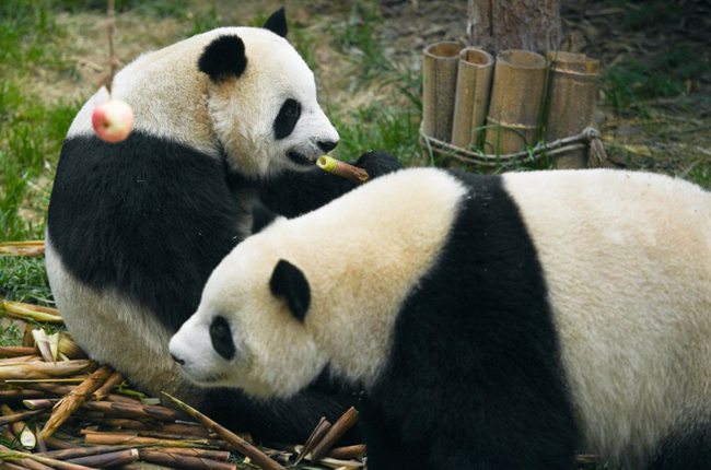 青海西宁：大熊猫乐享高原生活