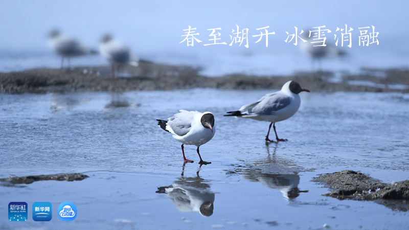 三江源慢直播丨春至湖开 冰雪消融