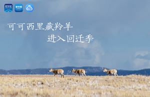 三江源慢直播丨可可西里藏羚羊进入回迁季