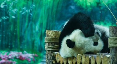 青海西宁：大熊猫“萌”动假期