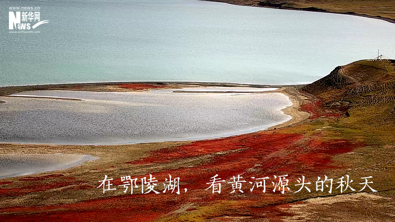 三江源慢直播丨在鄂陵湖，看黄河源头的秋天