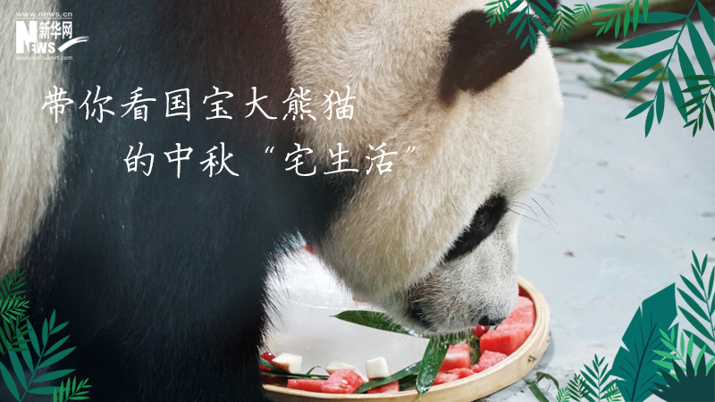 三江源慢直播丨带你看国宝大熊猫的中秋“宅生活”