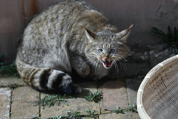 青海：一只截指荒漠猫顺利放归祁连山