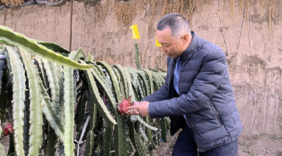 青藏高原上的“熱帶水果”致富經