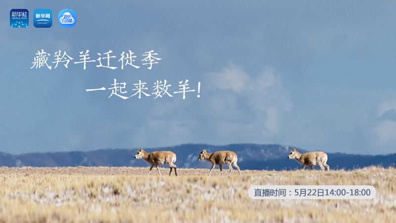三江源慢直播丨藏羚羊迁徙季 一起来数羊！