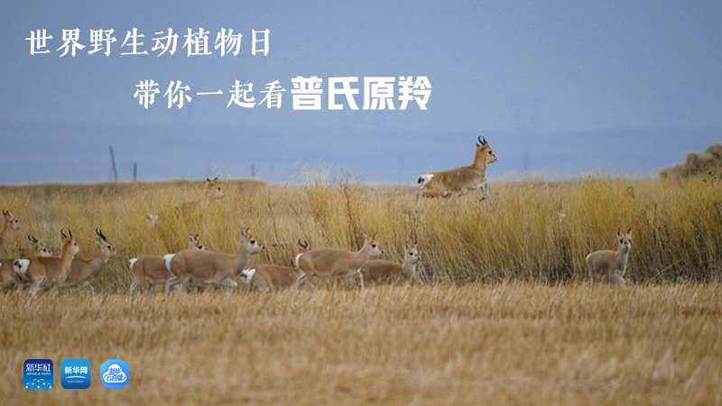 春田花花漫游记丨世界野生动植物日 带你一起看普氏原羚