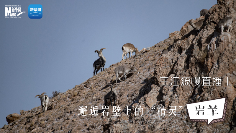 三江源慢直播丨邂逅岩壁上的“精灵”——岩羊