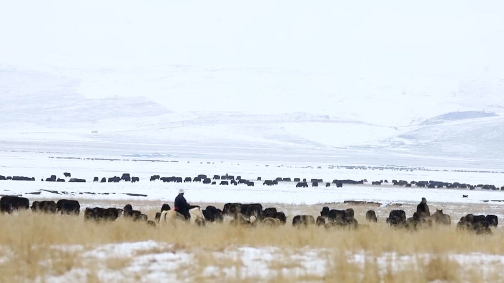 青海黄南：雪后牧场 美不胜收