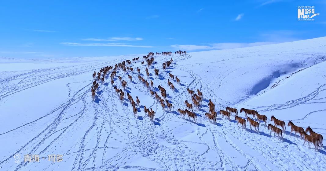 穿雪原、游“冬泳” 藏野驴的冬日生活