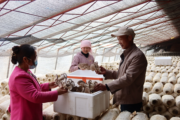 海南州贵南县：蘑菇大棚春意浓