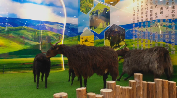 努力实现黑藏羊产业前端优质后端优价&mdash;&mdash;藏羊&ldquo;小黑&rdquo;系列报道之二